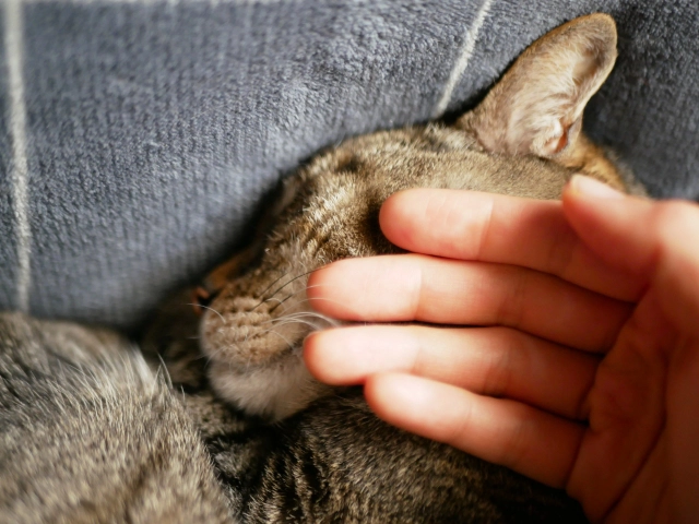 ペット火葬は個別と合同の2種類