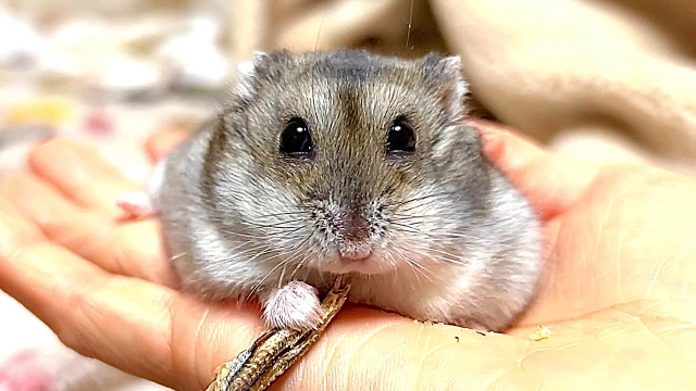 どんなペットでも火葬は可能なのか