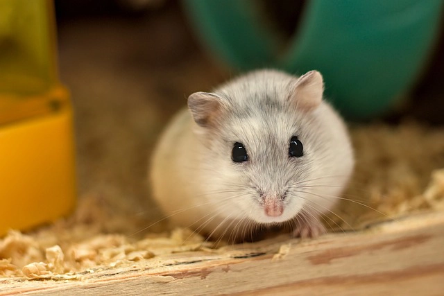 ハムスターなどの小動物も火葬はできるのか