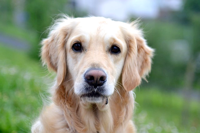 愛犬が亡くなったら必ず死亡届の提出が必要