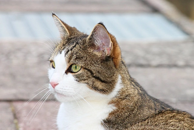 ペット葬儀の依頼先について