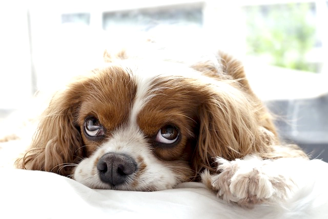 愛犬が亡くなったら死亡届の提出を