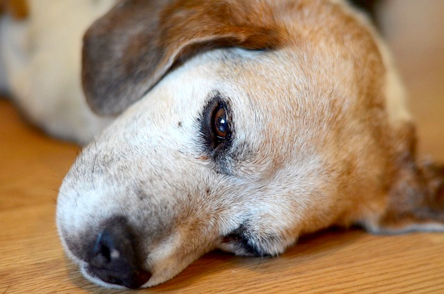 飼い犬が亡くなったら環境政策課に連絡を