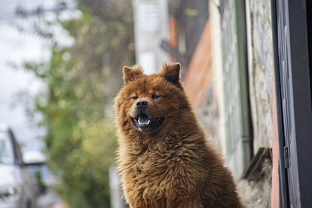 愛犬が亡くなったらすべきこと